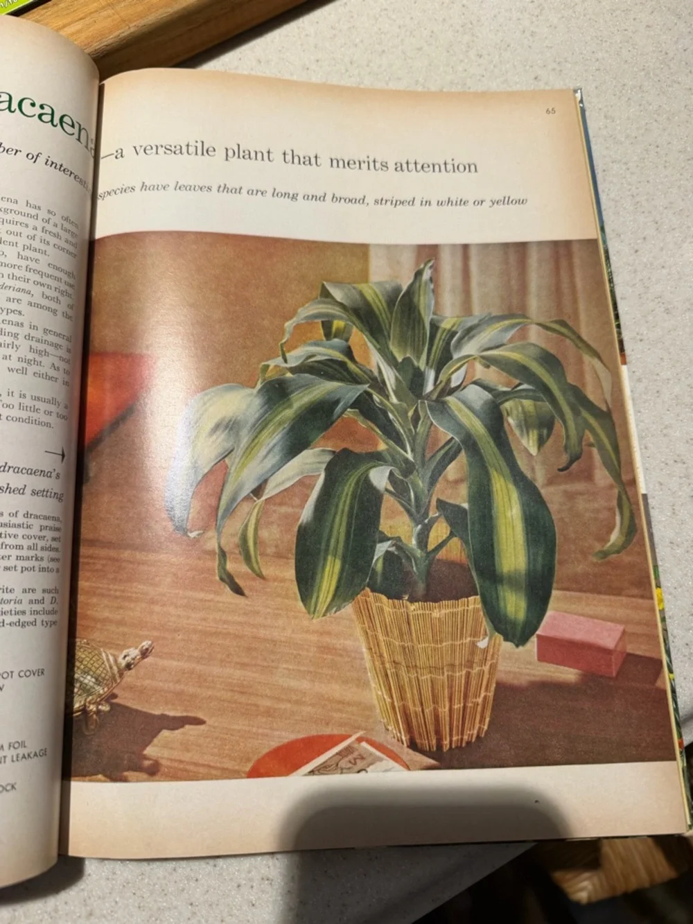 Better Homes And Gardens House Plants Book vintage - Picture 5 of 6
